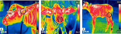 The effect of birth weight and time of day on the thermal response of newborn water buffalo calves